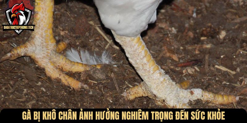 Gà bị khô chân ảnh hưởng nghiêm trọng đến sức khỏe