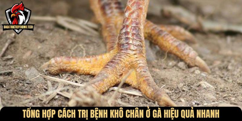 Tổng hợp cách trị bệnh khô chân ở gà hiệu quả nhanh