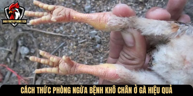 Cách thức phòng ngừa bệnh khô chân ở gà hiệu quả