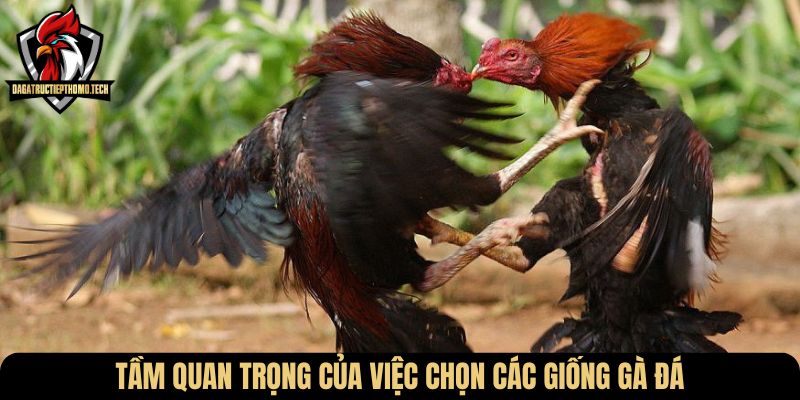 Tầm quan trọng của việc chọn các giống gà đá