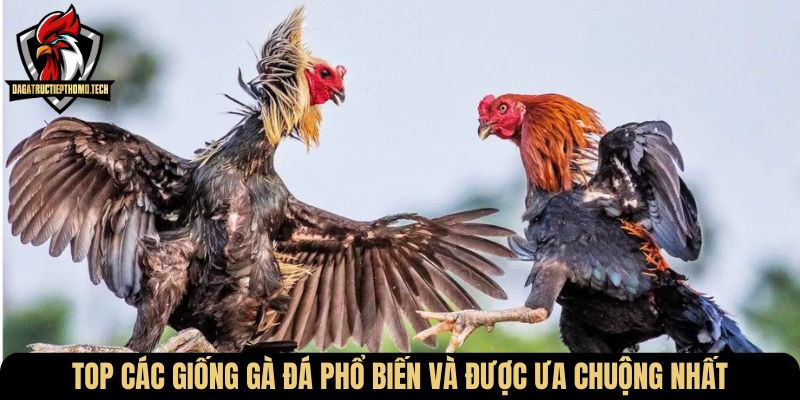 Top các giống gà đá phổ biến và được ưa chuộng nhất