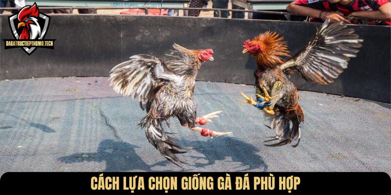 Cách lựa chọn giống gà đá phù hợp