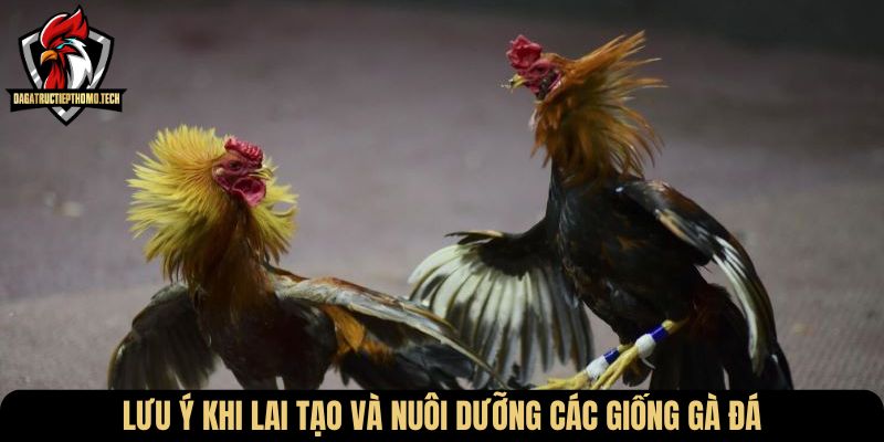 Lưu ý khi lai tạo và nuôi dưỡng các giống gà đá