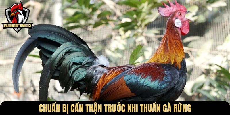 Chuẩn bị cẩn thận trước khi thuần gà rừng