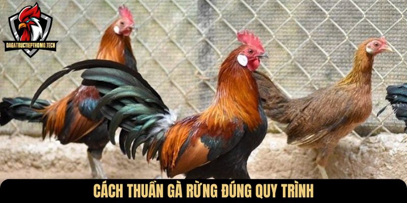 Cách thuần gà rừng đúng quy trình