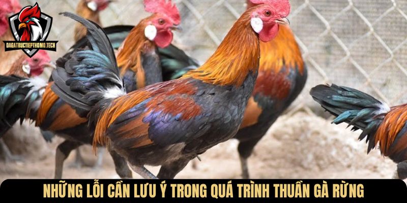 Những lỗi cần lưu ý trong quá trình thuần gà rừng