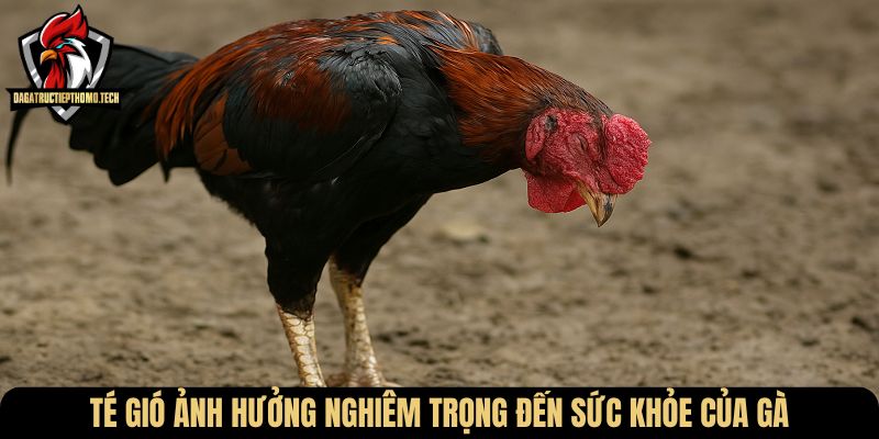 Té gió ảnh hưởng nghiêm trọng đến sức khỏe của gà