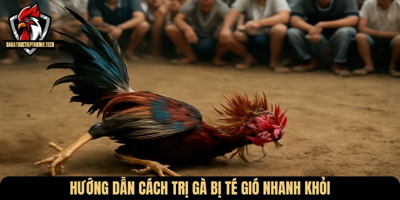 Hướng dẫn cách trị gà bị té gió nhanh khỏi