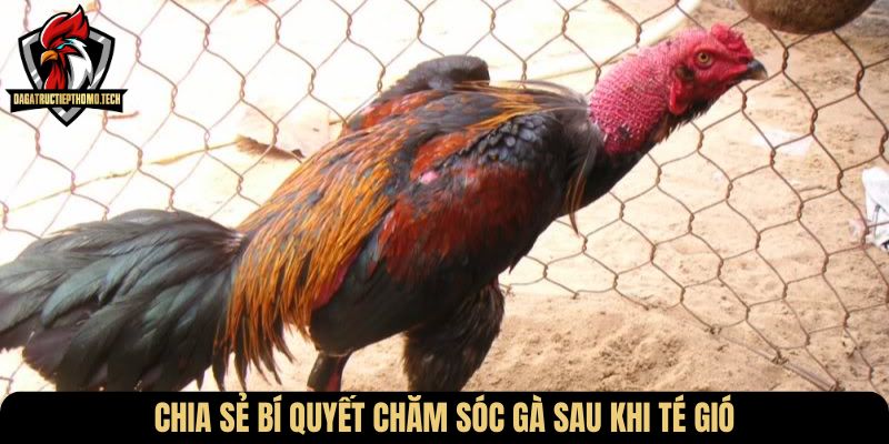 Chia sẻ bí quyết chăm sóc gà sau khi té gió