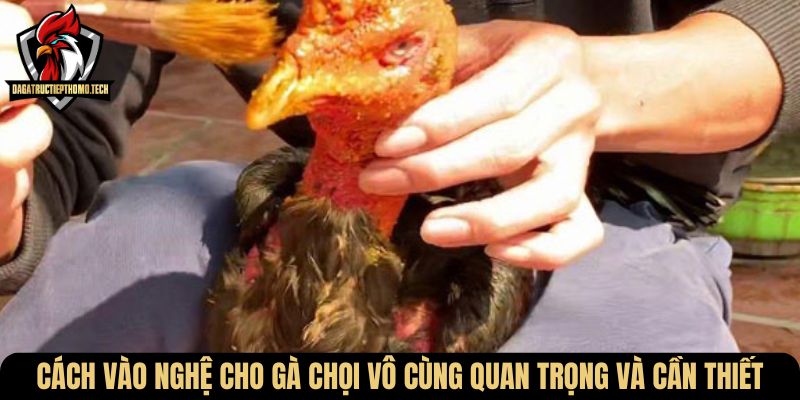 Cách vào nghệ cho gà chọi vô cùng quan trọng và cần thiết