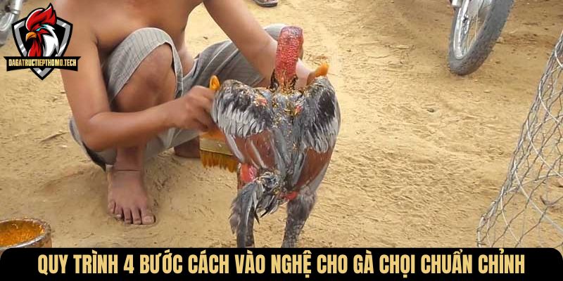 Quy trình 4 bước cách vào nghệ cho gà chọi chuẩn chỉnh