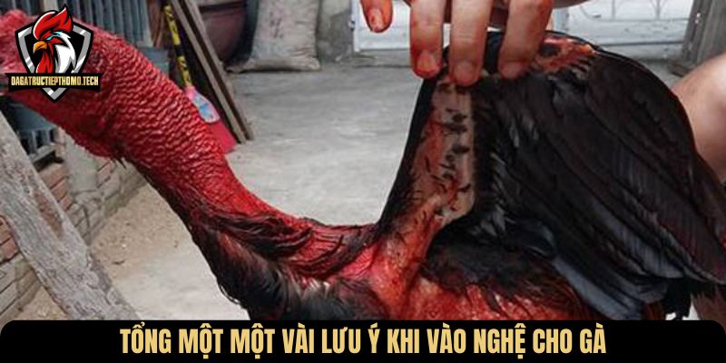 Tổng một một vài lưu ý khi vào nghệ cho gà