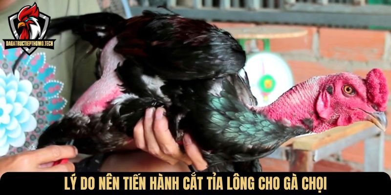 Lý do nên tiến hành cắt tỉa lông cho gà chọi