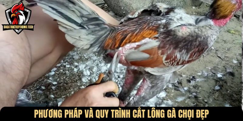 Phương pháp và quy trình cắt lông gà chọi đẹp