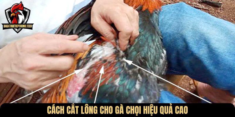 Cách cắt lông cho gà chọi hiệu quả cao