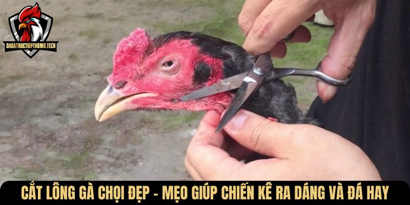 cat long ga choi dep