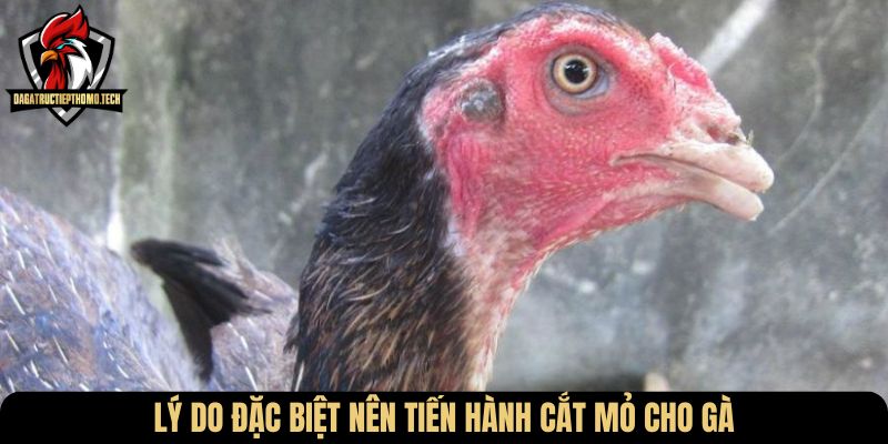 Lý do đặc biệt nên tiến hành cắt mỏ cho gà