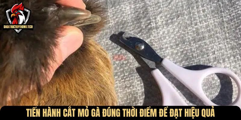 Tiến hành cắt mỏ gà đúng thời điểm để đạt hiệu quả