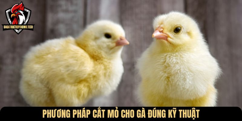 Phương pháp cắt mỏ cho gà đúng kỹ thuật