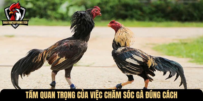 Tầm quan trọng của việc chăm sóc gà đúng cách