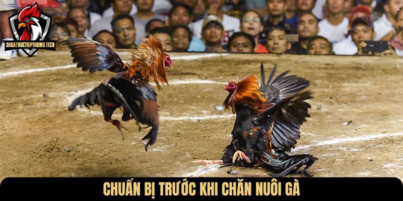 Chuẩn bị trước khi chăn nuôi gà