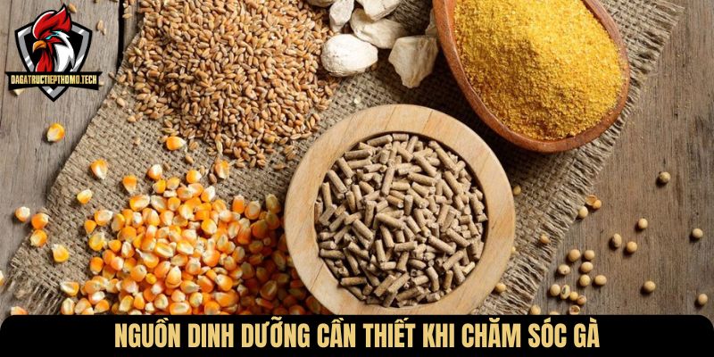 Nguồn dinh dưỡng cần thiết khi chăm sóc gà
