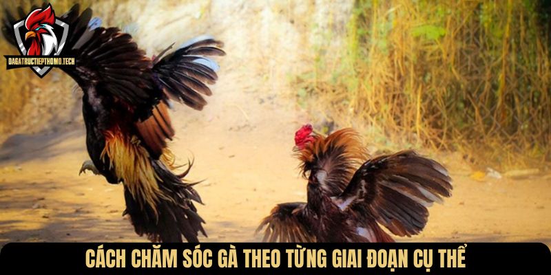 Cách chăm sóc gà theo từng giai đoạn cụ thể