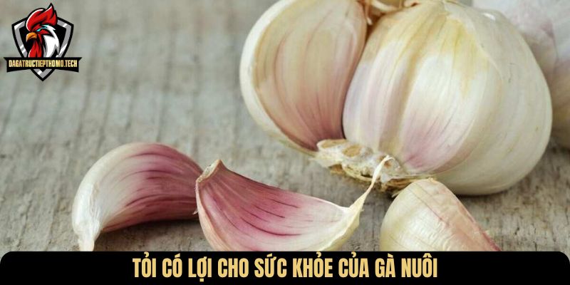 Tỏi có lợi cho sức khỏe của gà nuôi