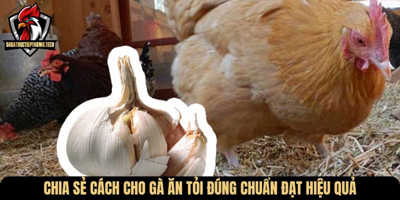 Chia sẻ cách cho gà ăn tỏi đúng chuẩn đạt hiệu quả