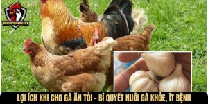cho ga an toi