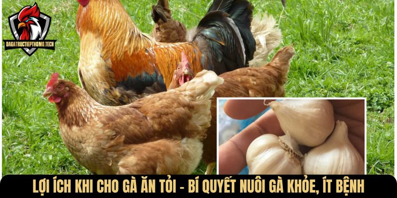 cho ga an toi