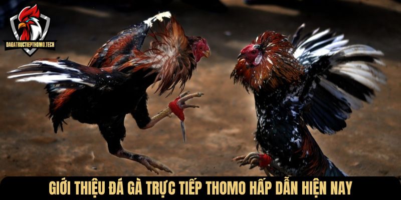 Giới thiệu đá gà trực tiếp Thomo hấp dẫn hiện nay