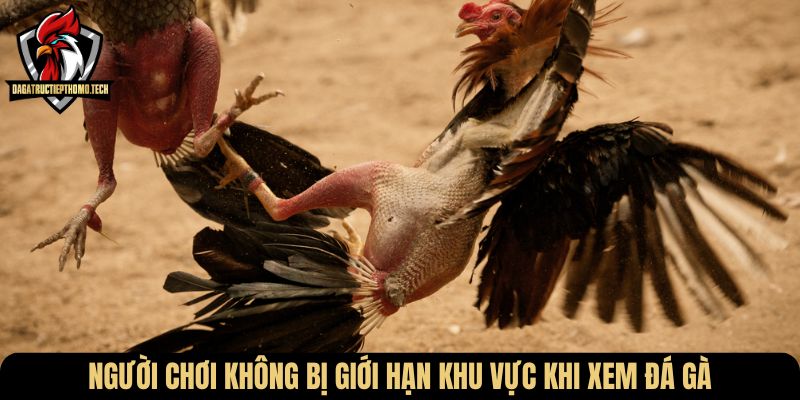 Người chơi không bị giới hạn khu vực khi xem đá gà