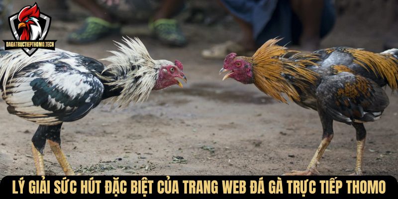 Lý giải sức hút đặc biệt của trang web đá gà trực tiếp Thomo
