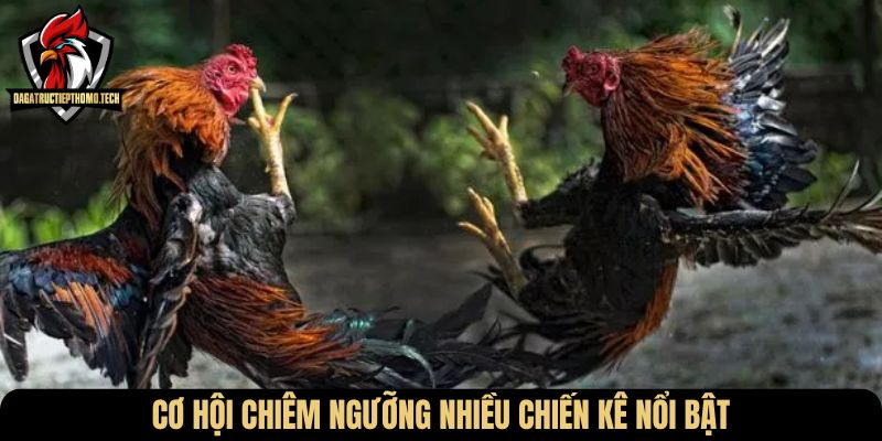 Cơ hội chiêm ngưỡng nhiều chiến kê nổi bật