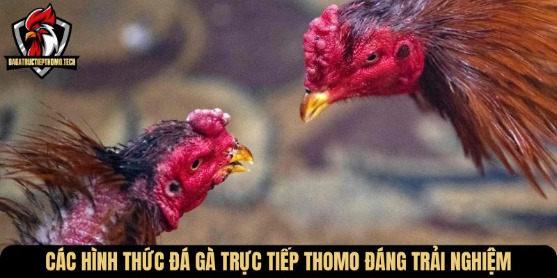 Các hình thức đá gà trực tiếp Thomo đáng trải nghiệm