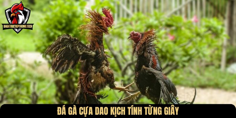Đá gà cựa dao kịch tính từng giây