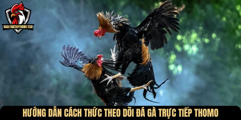 Hướng dẫn cách thức theo dõi đá gà trực tiếp Thomo