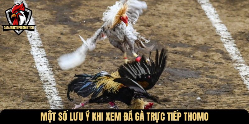 Một số lưu ý khi xem đá gà trực tiếp Thomo