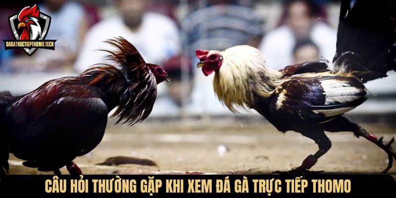 Câu hỏi thường gặp khi xem đá gà trực tiếp Thomo