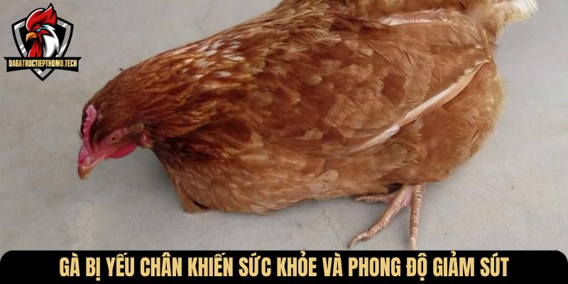 Gà bị yếu chân khiến sức khỏe và phong độ giảm sút