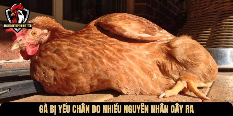 Gà bị yếu chân do nhiều nguyên nhân gây ra