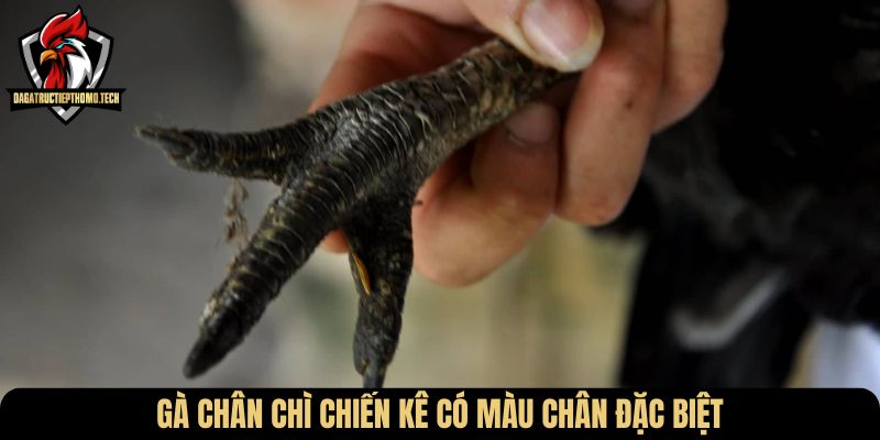 Gà chân chì chiến kê có màu chân đặc biệt