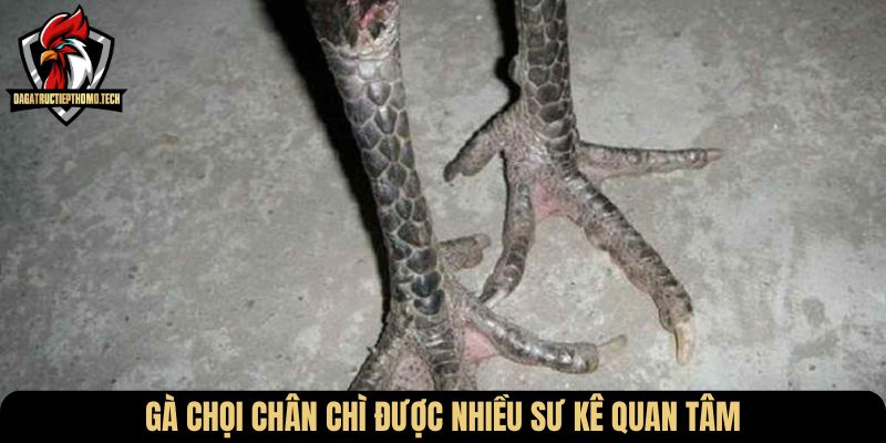 Gà chọi chân chì được nhiều sư kê quan tâm
