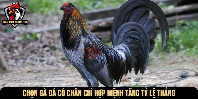 Chọn gà đá có chân chì hợp mệnh tăng tỷ lệ thắng