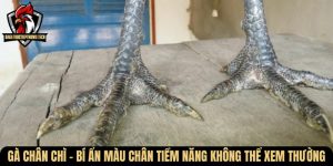 ga chan chi
