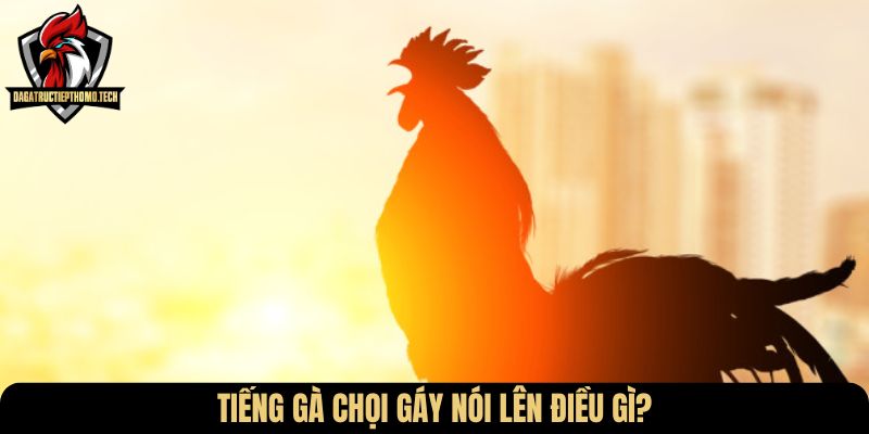 Tiếng gà chọi gáy nói lên điều gì?