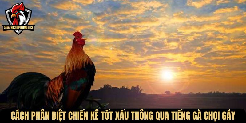 Cách phân biệt chiến kê tốt xấu thông qua tiếng gà chọi gáy