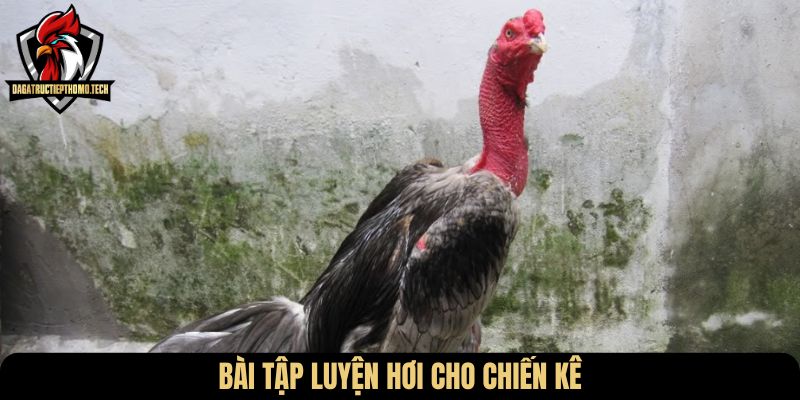 Bài tập luyện hơi cho chiến kê