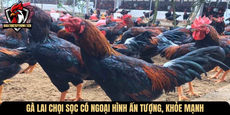 Gà lai chọi sọc có ngoại hình ấn tượng, khỏe mạnh